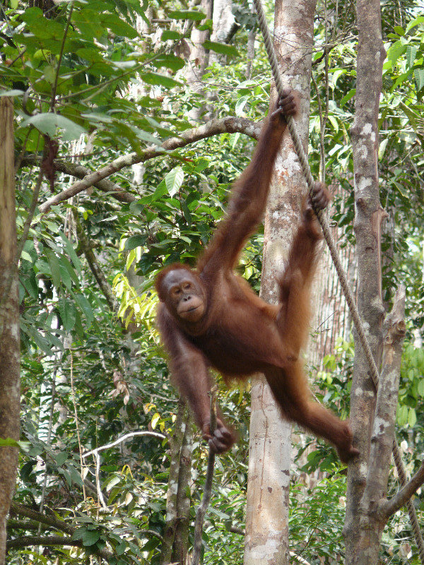 Orangutans of Semenggoh