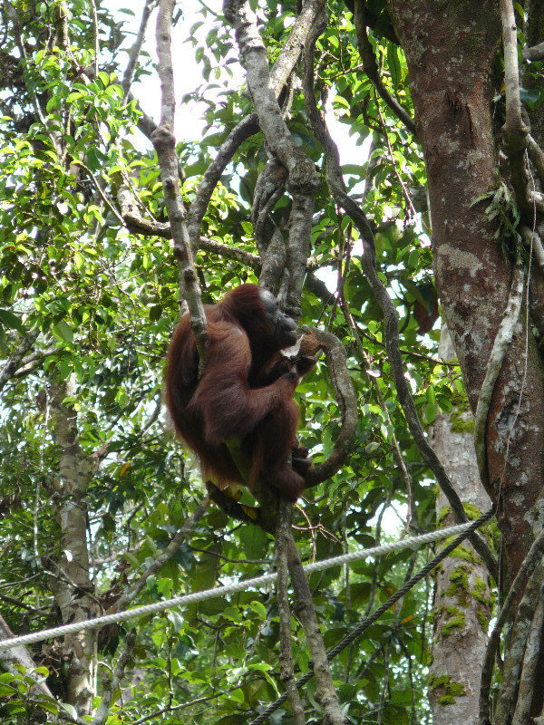 Orangutans of Semenggoh