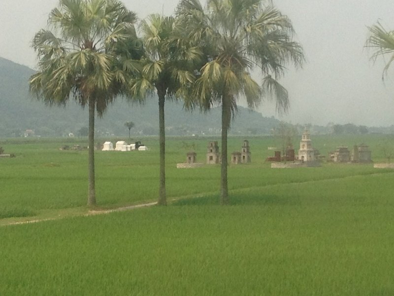 Fields of rice and ancestors