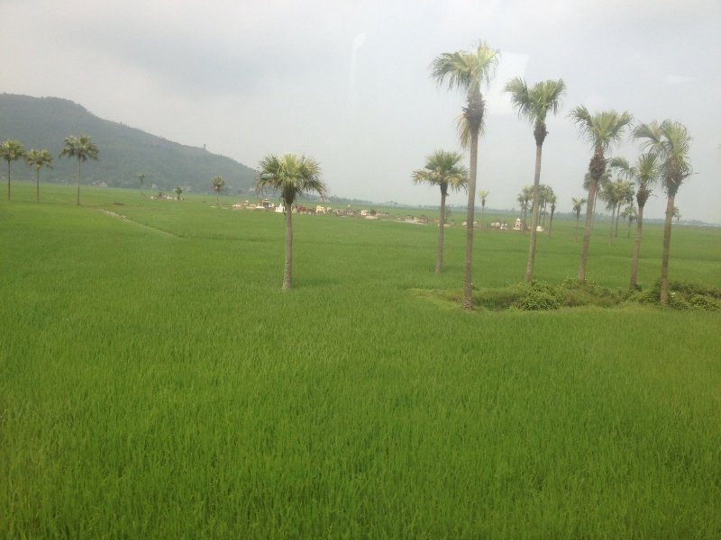 fields of rice and ancestors