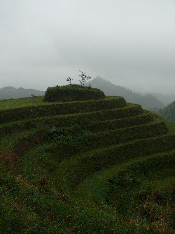 Dragons Back Rice Terraces