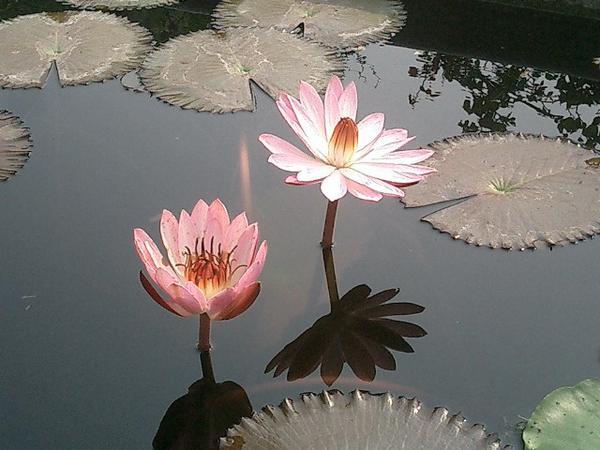 Lotus at Nehru House