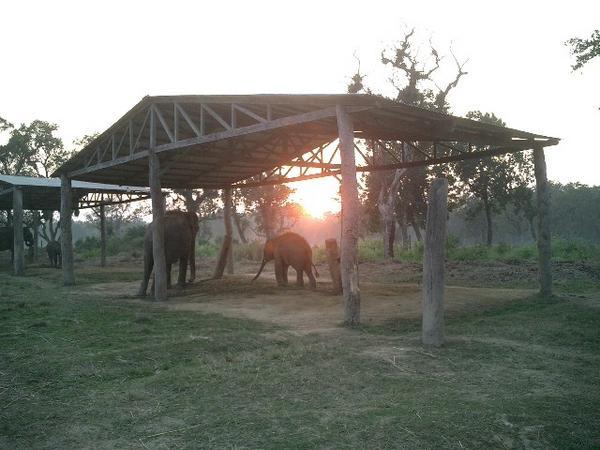 Elephant breeding centre