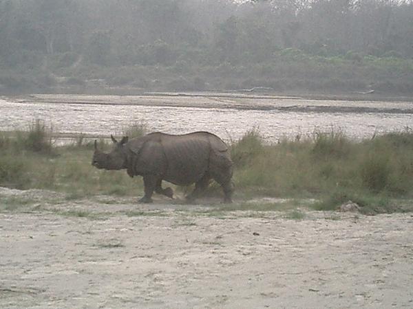 Male rhino