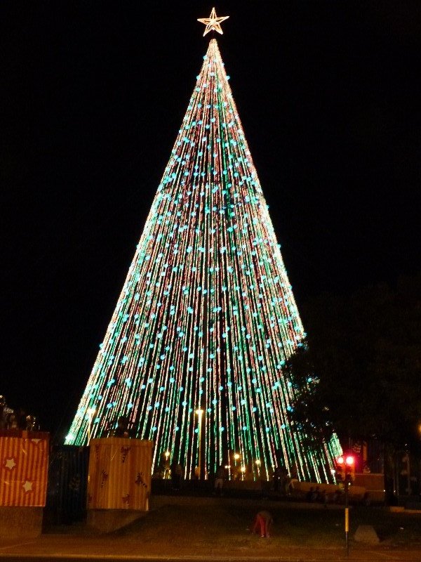 Cordoba Christmas tree