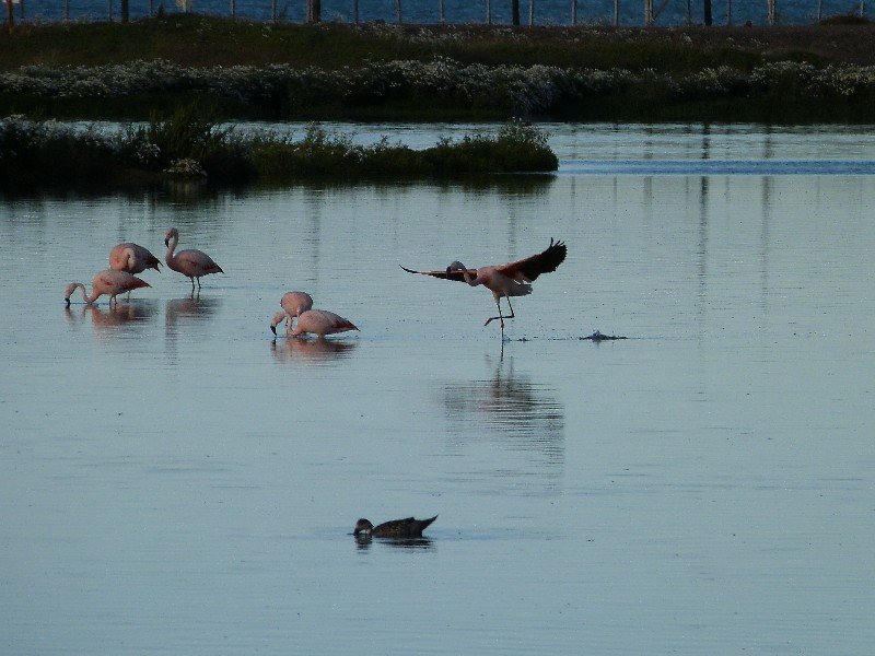 Flamingos, Laguna Nimez, El Calafate