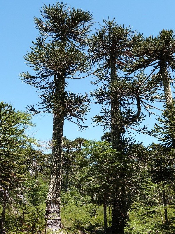 Araucaria trees, Huerquehue