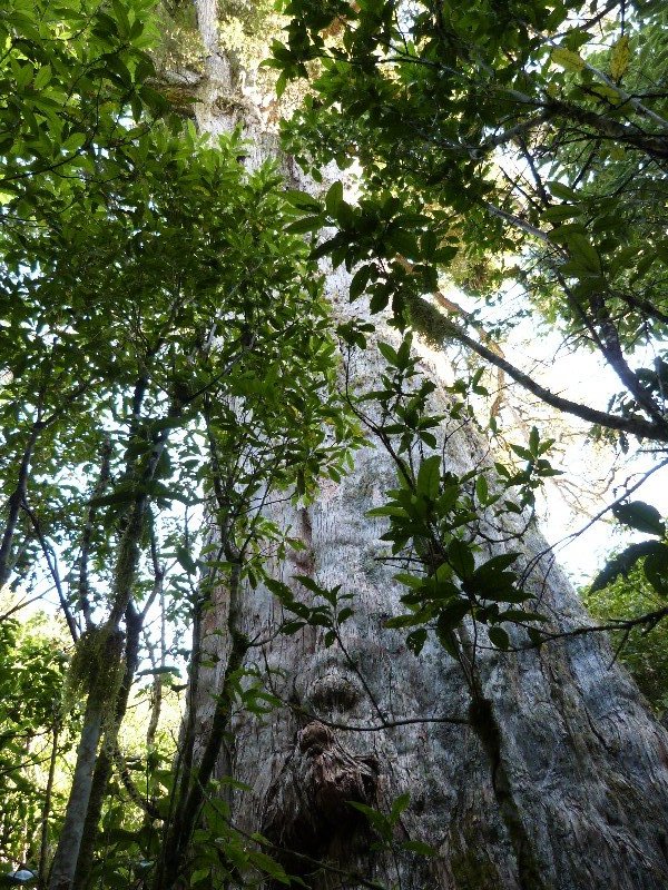 World's largest totara tree