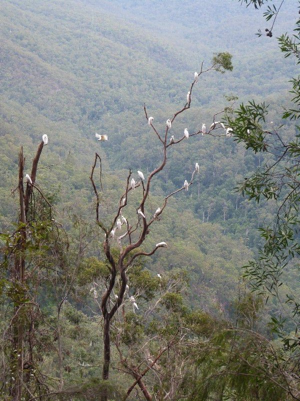 Cockatoo Tree