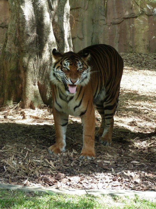 Tiger !