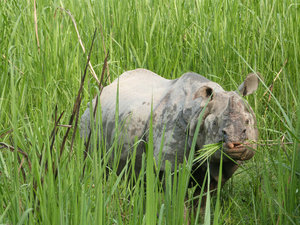 Hungry Rhino