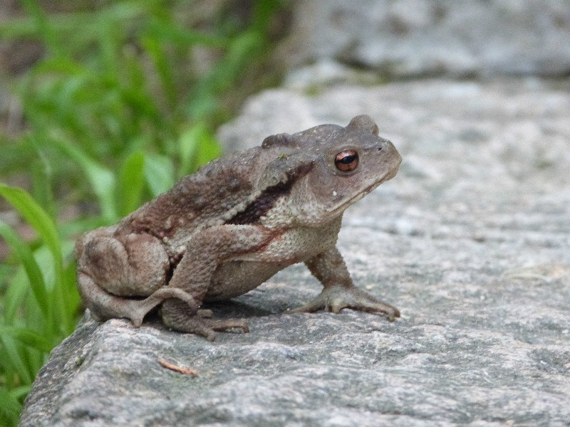 Stray Toad