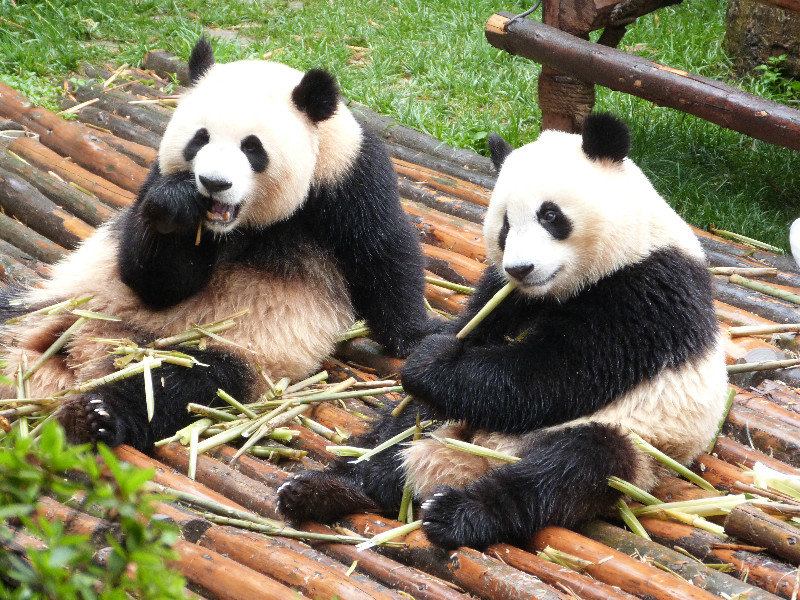 Pandas eating bamboo