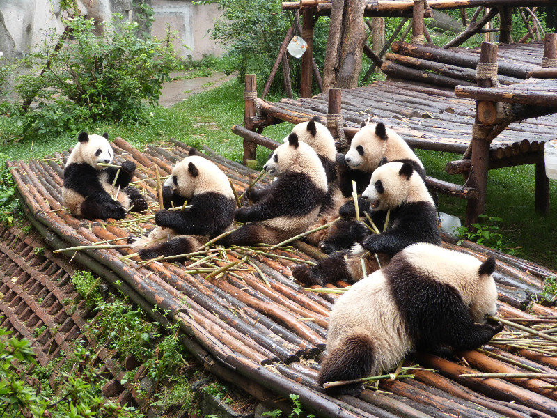 Lots of Pandas