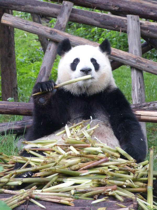 Greedy Panda