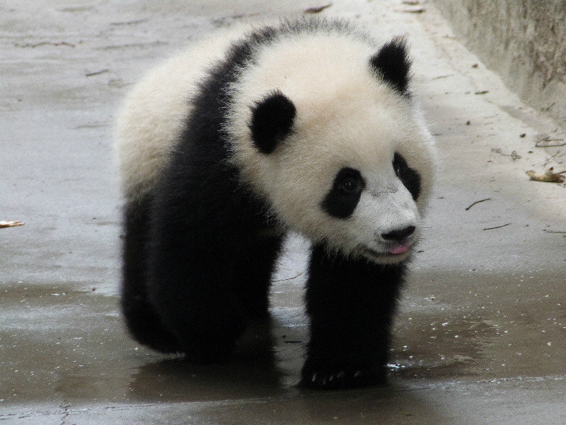 Infant Panda