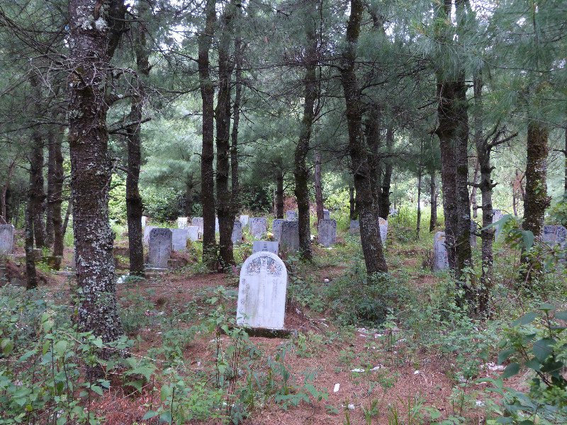 Forest graveyard
