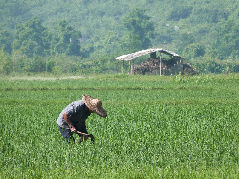 Rice harvesting