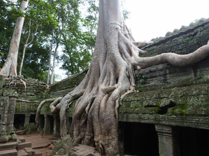Spung tree roots