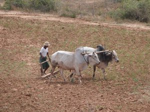 Oxen ploughing field