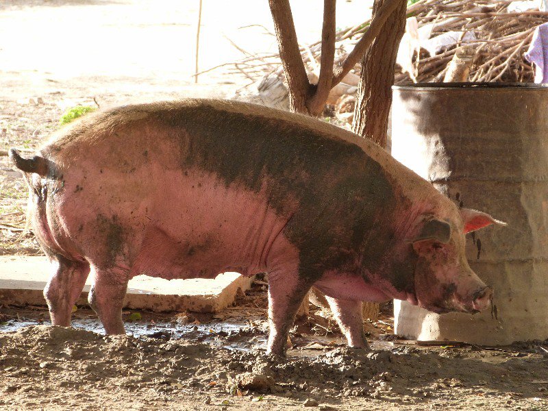 Pig in mud