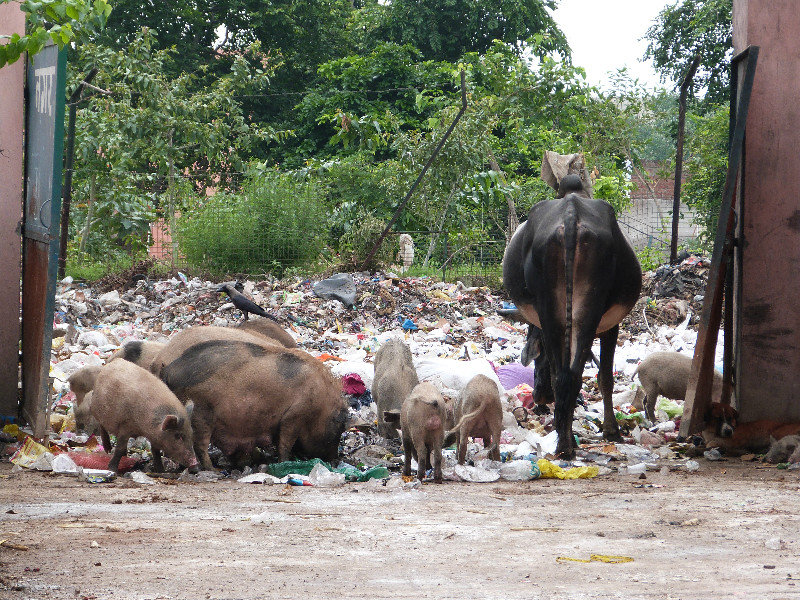 Pigs in rubbish dump