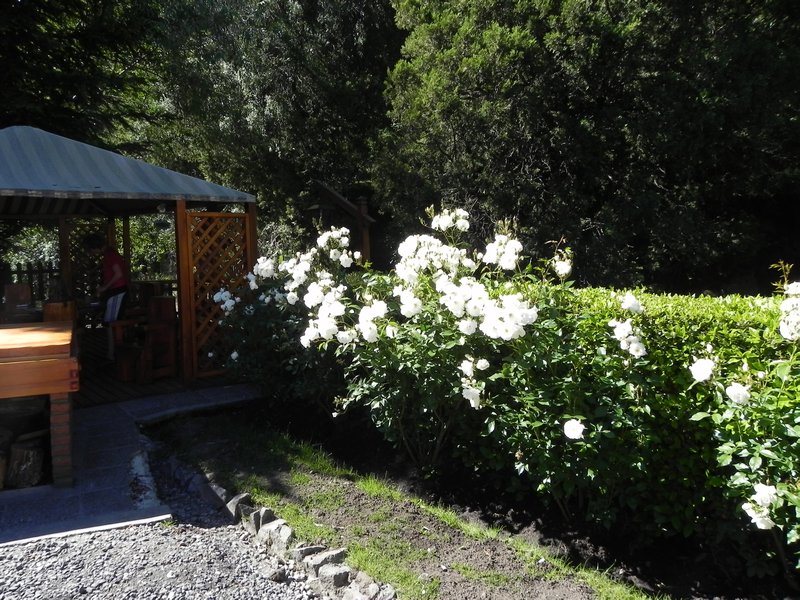 white roses..haven't seen those for a while