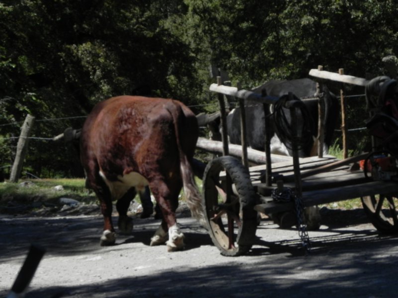 cow and cart