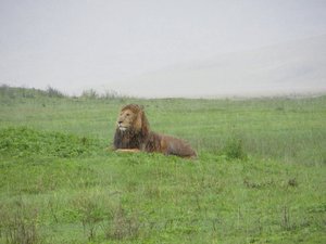 Lion in Ngorongoro crater