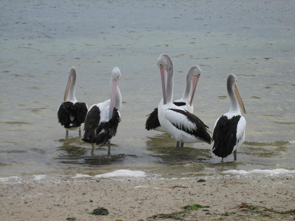 Pelicans at Baird Bay