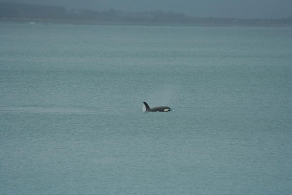 Orca sighting