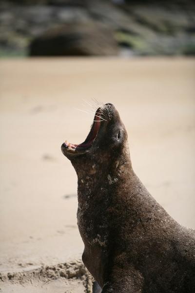 Seal having a yawn