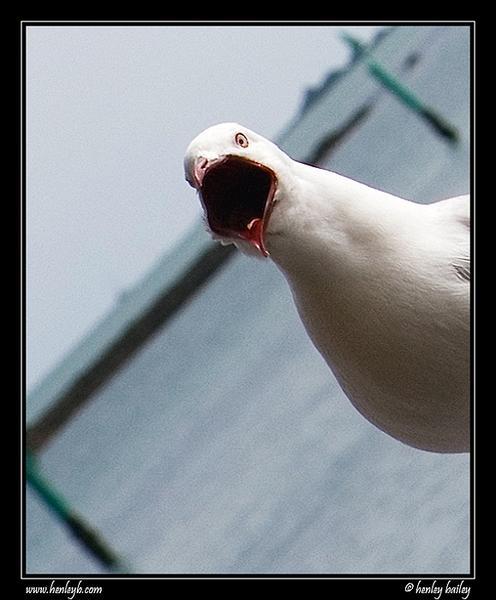 A surprised seagull