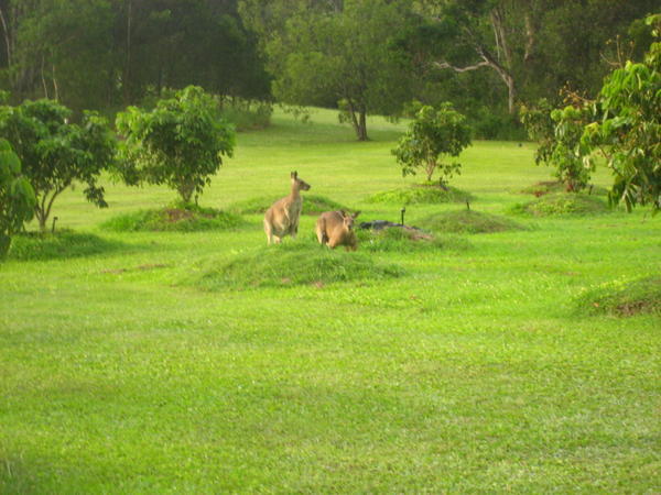Kangoeroes