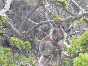 Koala with babe 