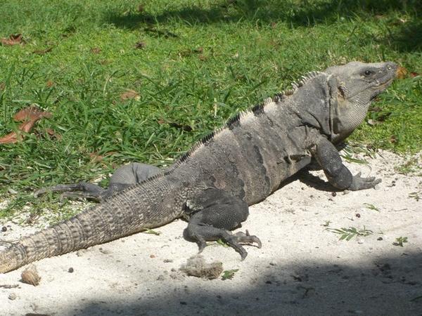 another iguana...
