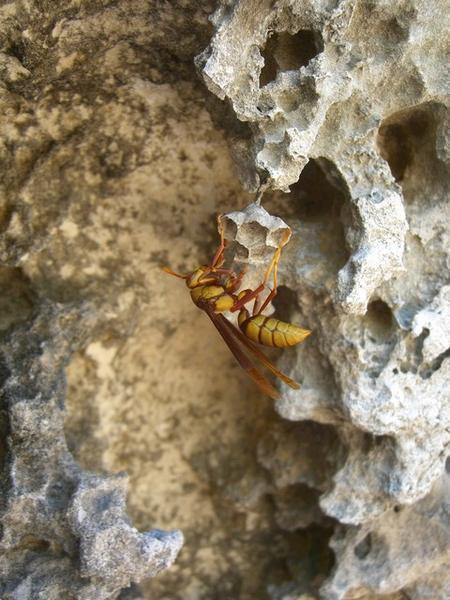 wasp thingy