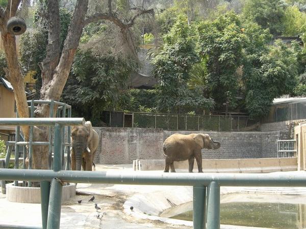 Santiago zoo 1