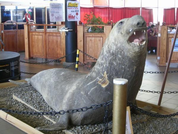 big fake seal