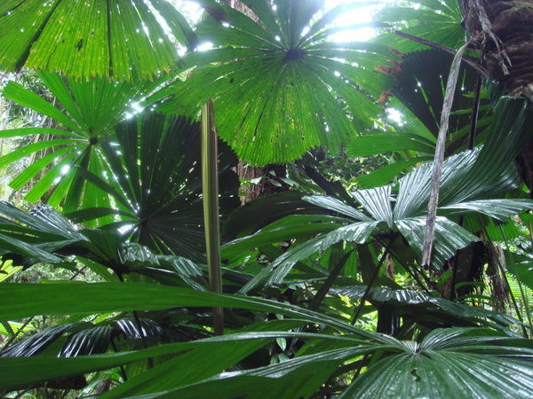 daintree rainforest