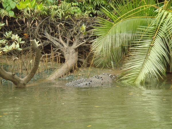 croc spotting