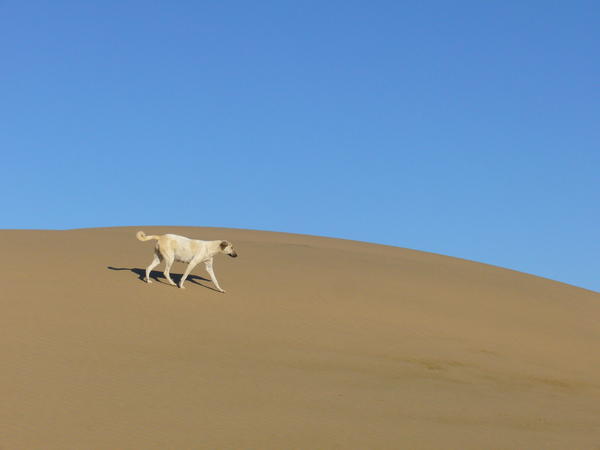 Dog On Dune