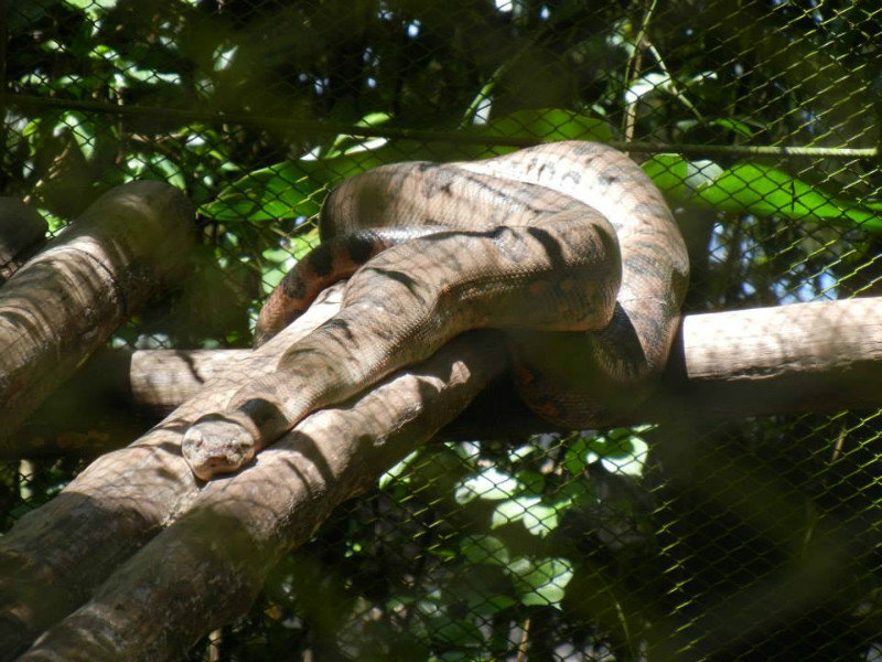 Anaconda 