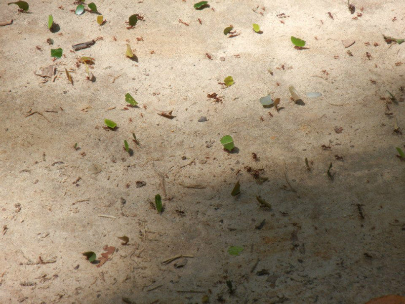 Leaf Ants Or Something 