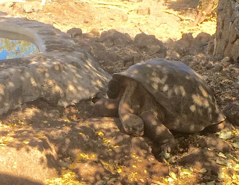 Giant Land Tortoise lazing in the shade