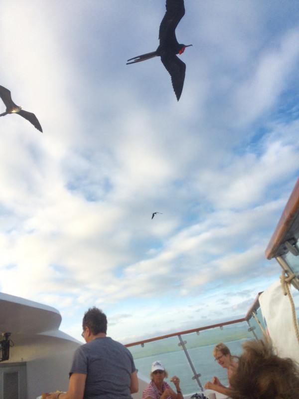female Frigatebird follows male flying over our breakfast
