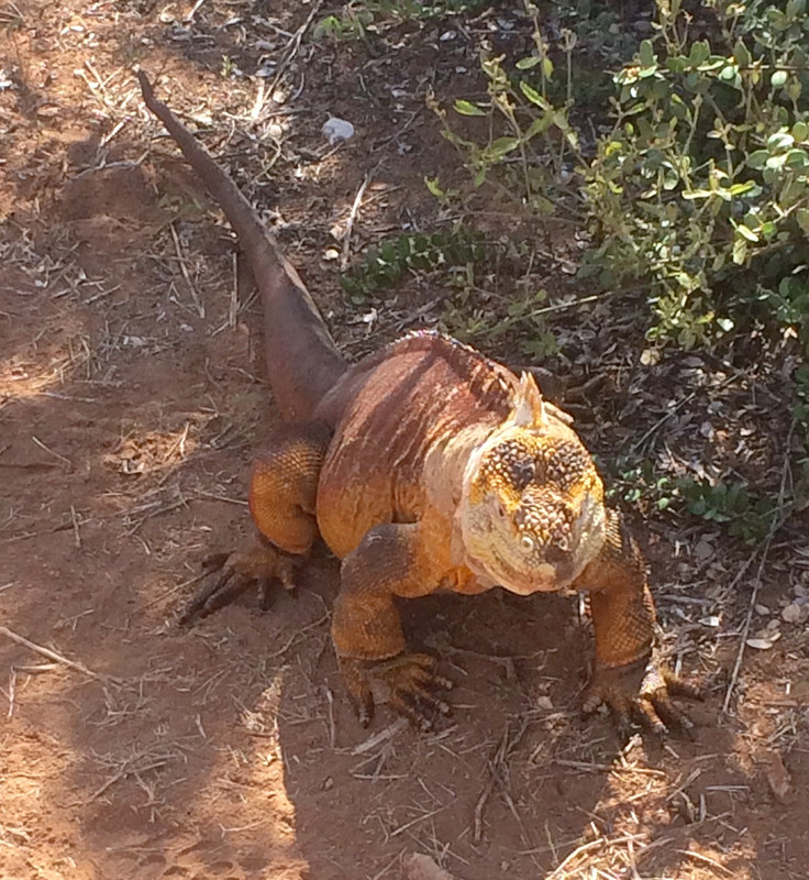 such a Pretty Face on this Land Iguana