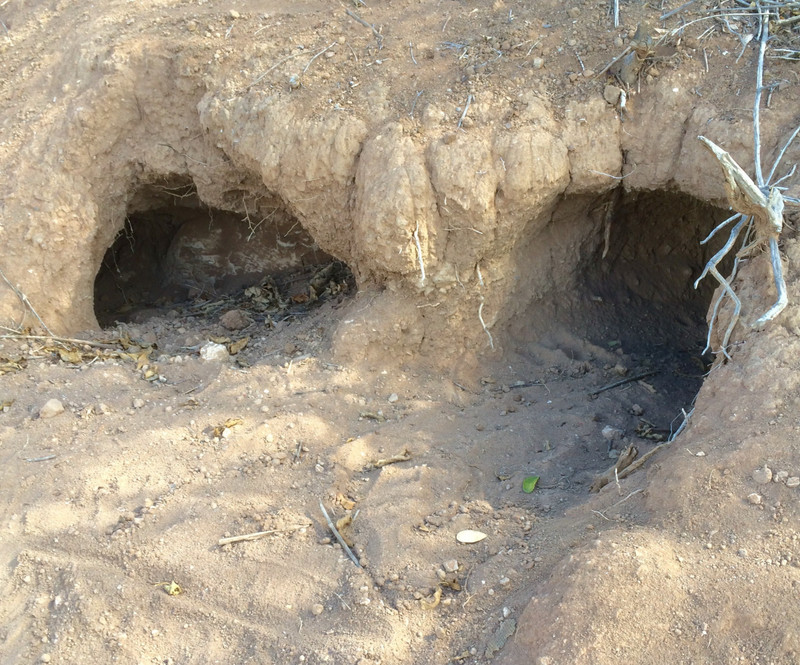 Galapagos Land Iguana burrow