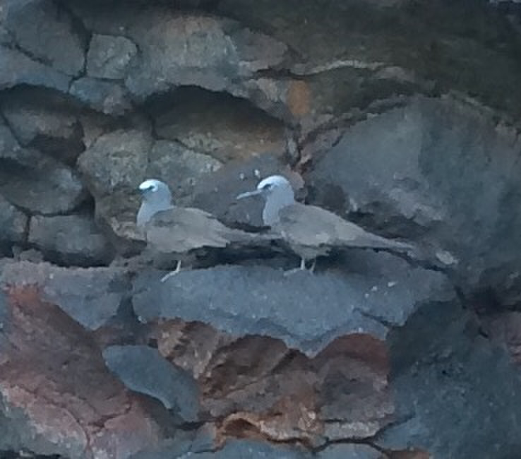 Galapagos Brown Noddy Terns