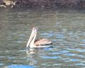 Pelican fishing off Santiago Island